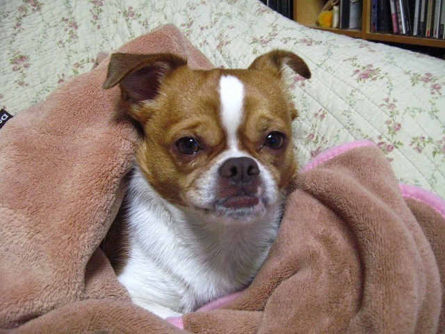 f:id:yasukazu01:20110325215644j:image