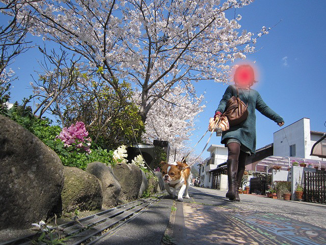 f:id:yasukazu01:20110407203904j:image