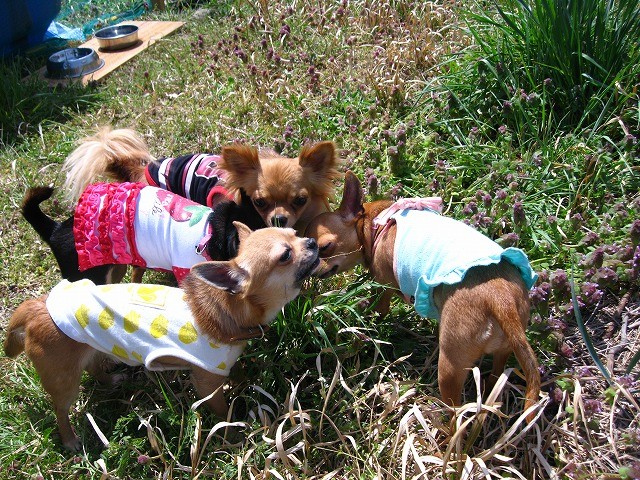 f:id:yasukazu01:20110411222948j:image