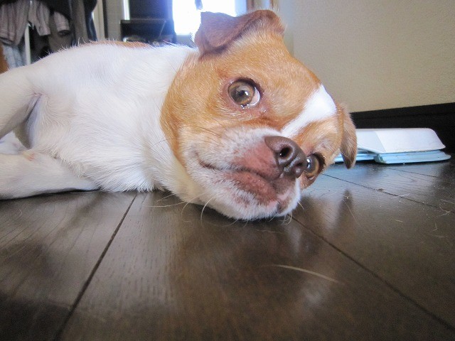 f:id:yasukazu01:20110420220855j:image