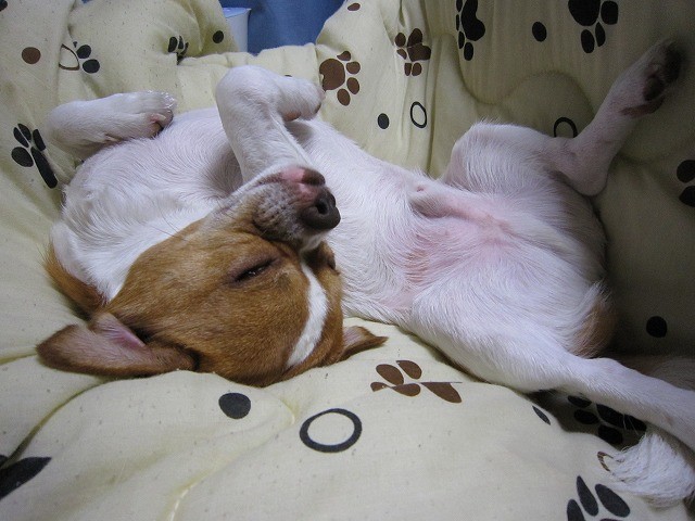 f:id:yasukazu01:20110501223420j:image
