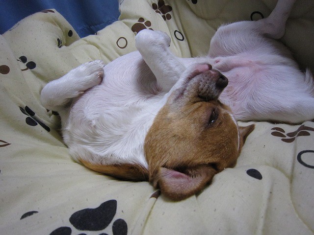 f:id:yasukazu01:20110501223421j:image