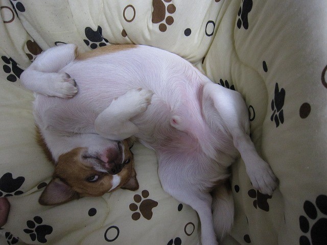 f:id:yasukazu01:20110501223757j:image