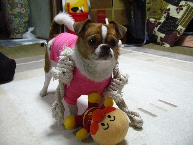 f:id:yasukazu01:20110509214403j:image
