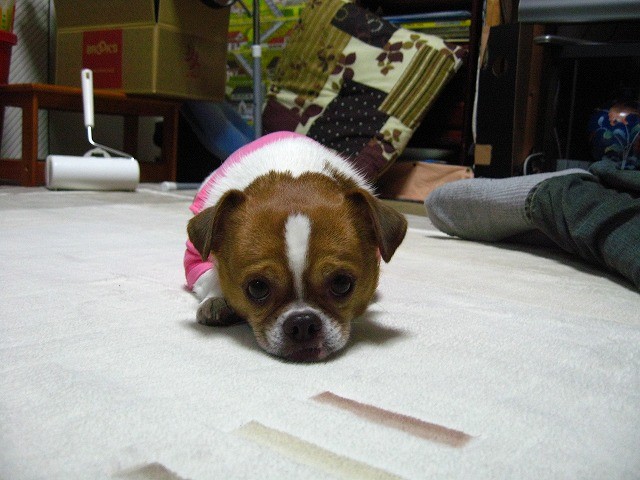 f:id:yasukazu01:20110509214404j:image