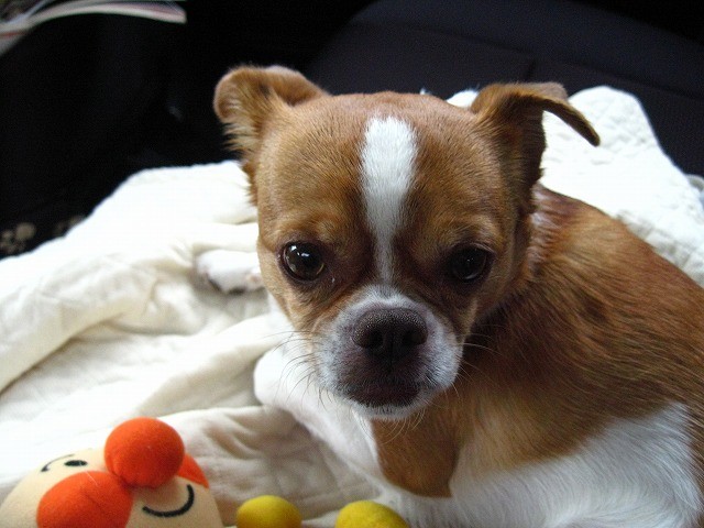 f:id:yasukazu01:20110514220857j:image