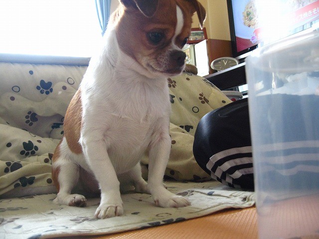 f:id:yasukazu01:20110520211354j:image