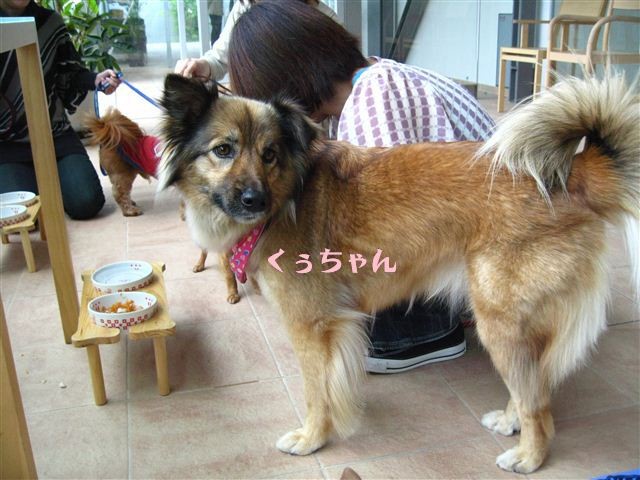 f:id:yasukazu01:20110522130102j:image