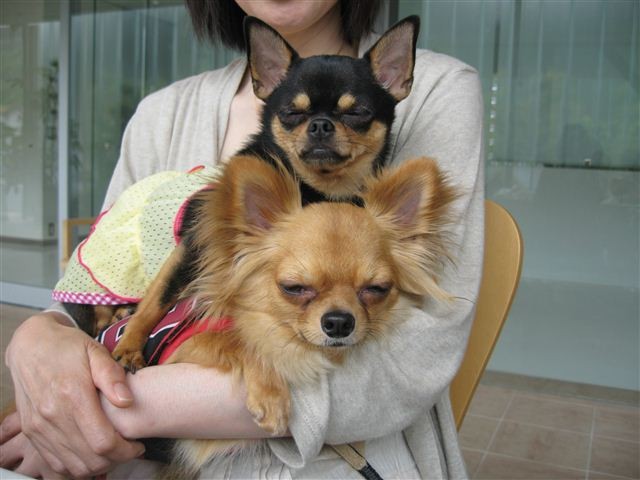 f:id:yasukazu01:20110522140730j:image