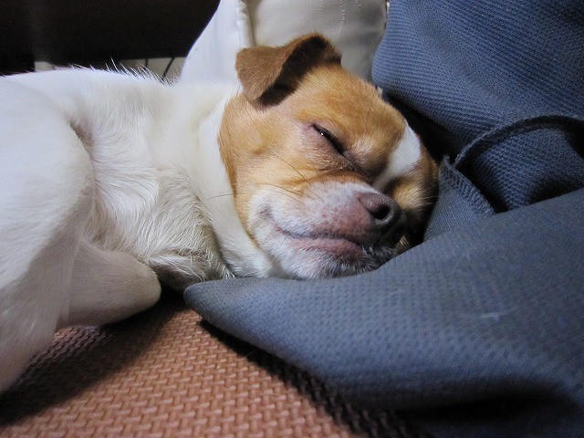 f:id:yasukazu01:20110523220605j:image