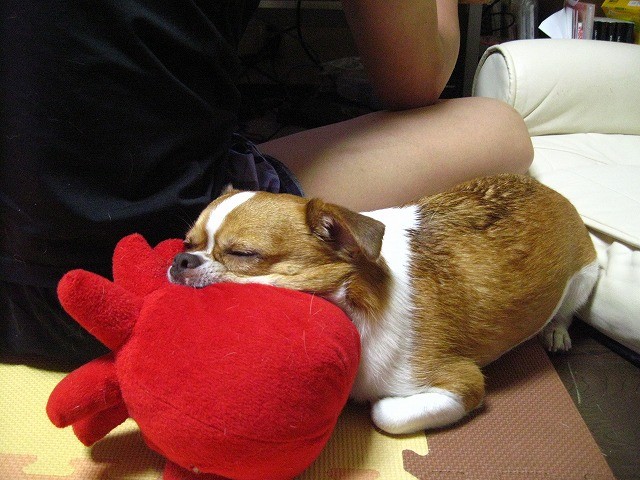 f:id:yasukazu01:20110528214042j:image