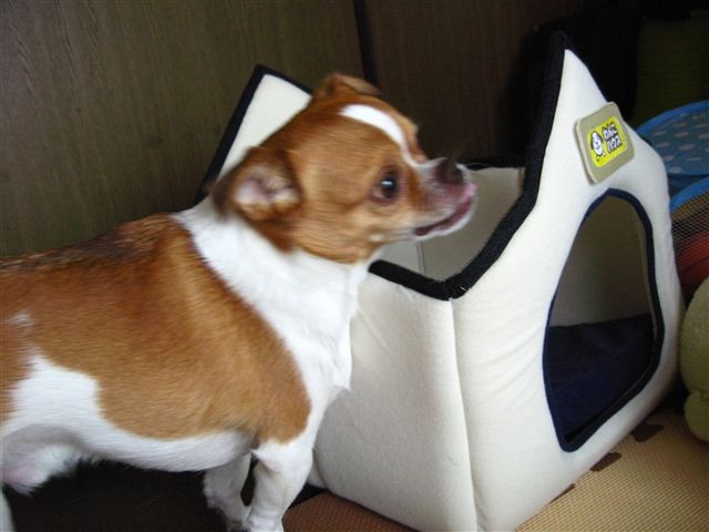 f:id:yasukazu01:20110529120157j:image