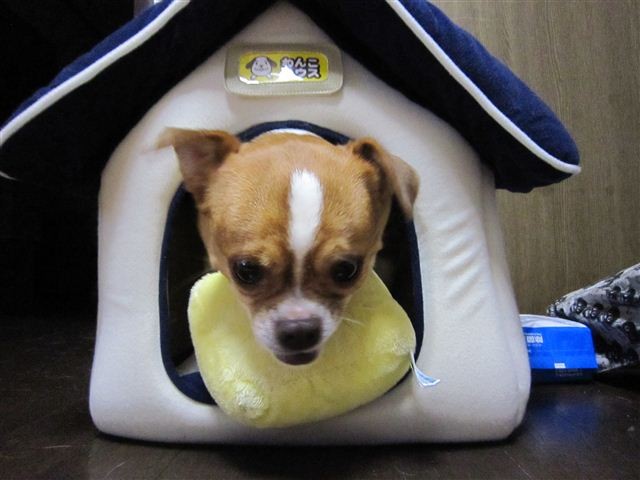 f:id:yasukazu01:20110529194644j:image