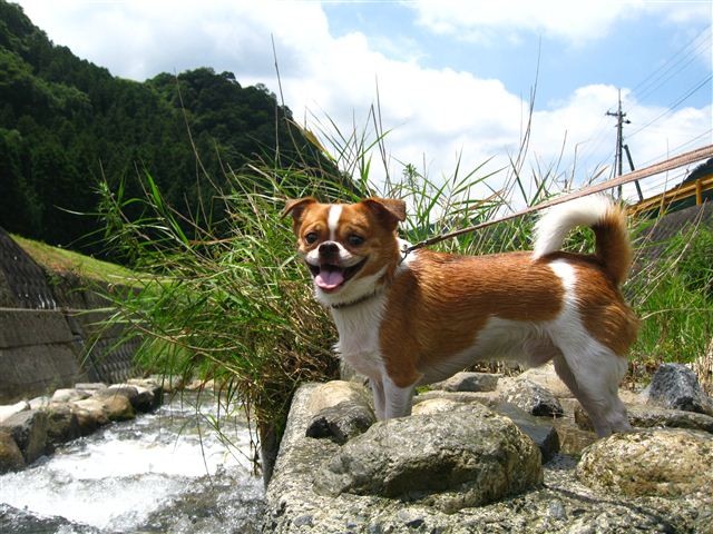 f:id:yasukazu01:20110715115459j:image f:id:yasukazu01:20110715115459j:image