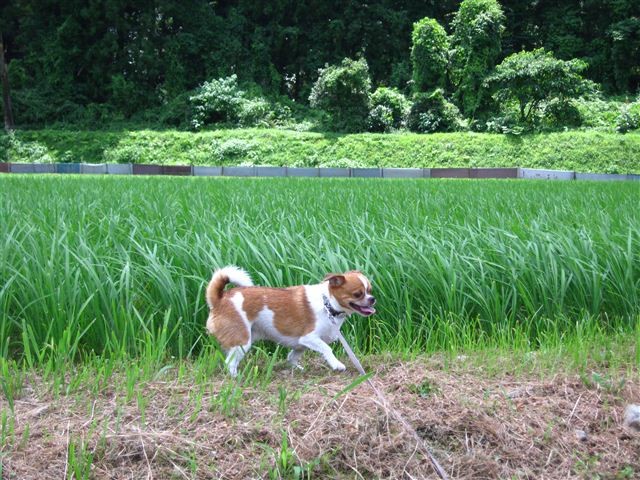 f:id:yasukazu01:20110715120131j:image f:id:yasukazu01:20110715120131j:image
