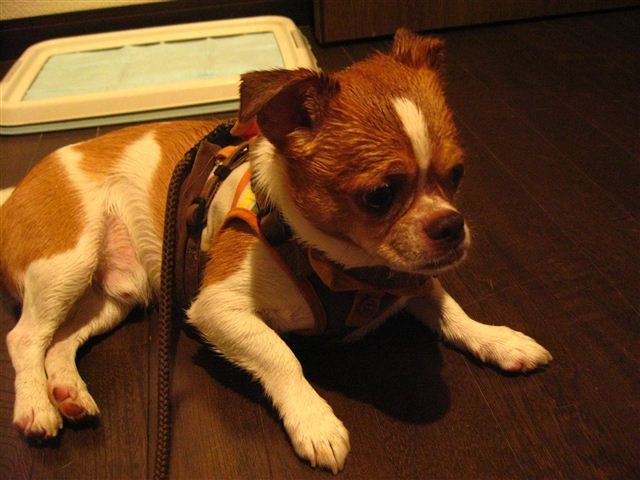 f:id:yasukazu01:20110822183801j:image