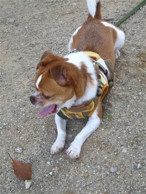 f:id:yasukazu01:20111011124201j:image