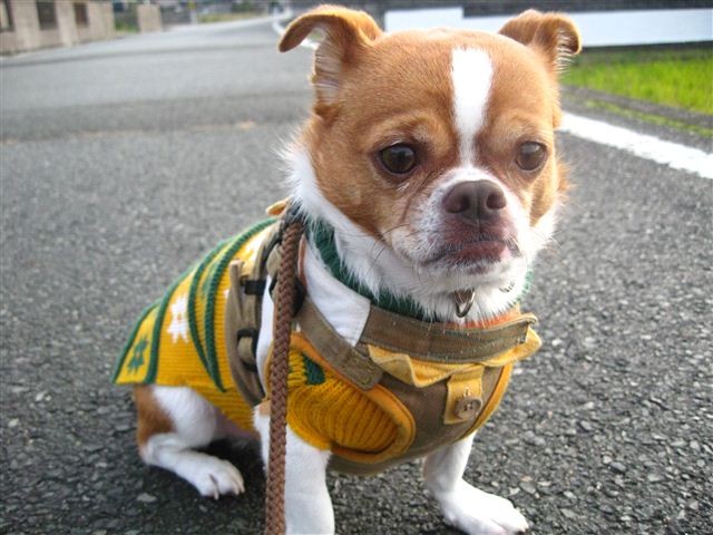f:id:yasukazu01:20111207162449j:image