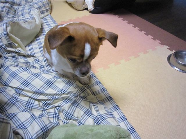 f:id:yasukazu01:20111214193650j:image