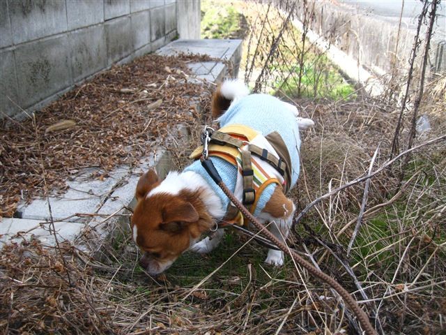 f:id:yasukazu01:20111222134332j:image