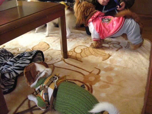 f:id:yasukazu01:20111229120504j:image f:id:yasukazu01:20111229120504j:image