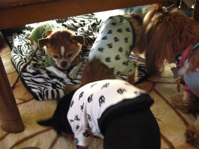 f:id:yasukazu01:20111229130715j:image f:id:yasukazu01:20111229130715j:image