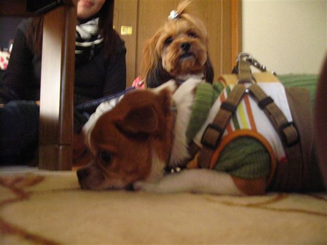 f:id:yasukazu01:20111229143951j:image f:id:yasukazu01:20111229143951j:image