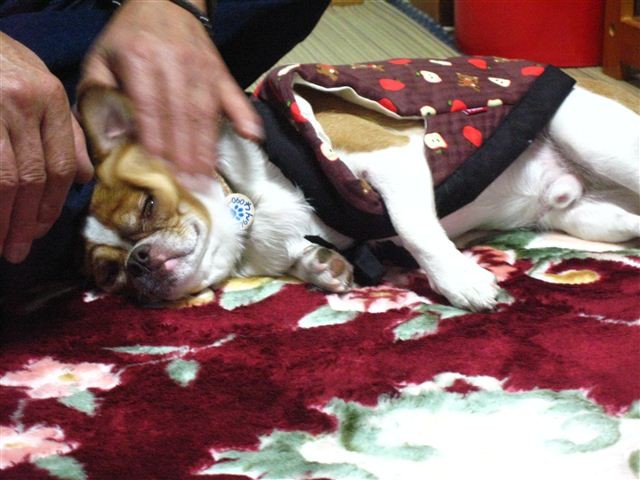 f:id:yasukazu01:20120104185159j:image