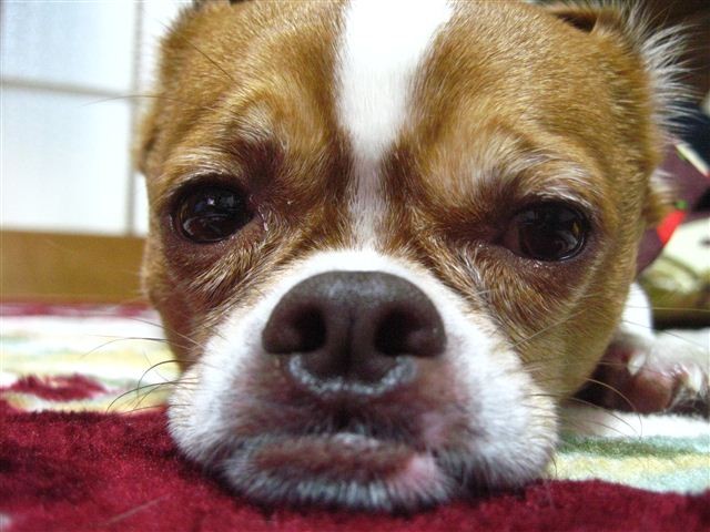 f:id:yasukazu01:20120104205153j:image