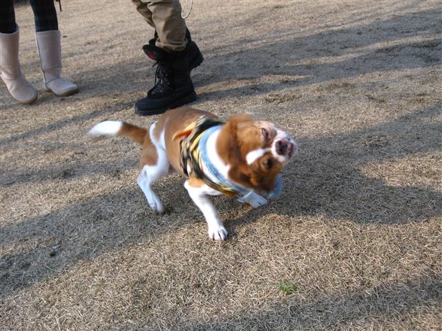 f:id:yasukazu01:20120109131136j:image