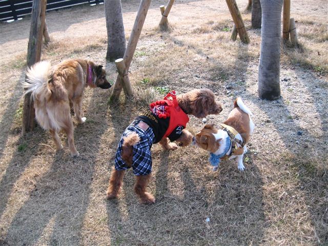 f:id:yasukazu01:20120109132116j:image