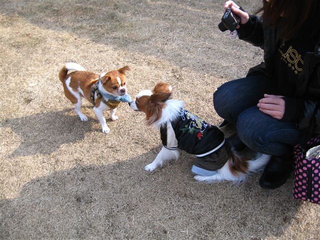 f:id:yasukazu01:20120109135341j:image