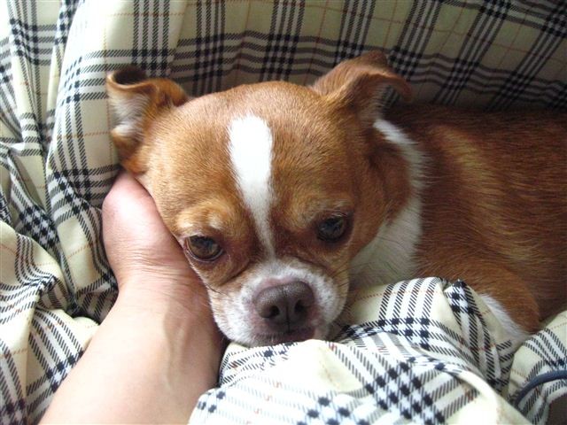 f:id:yasukazu01:20120116122220j:image