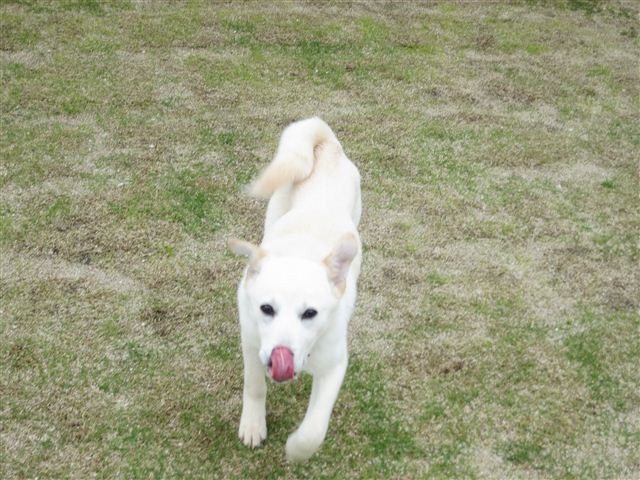 f:id:yasukazu01:20120420124837j:image