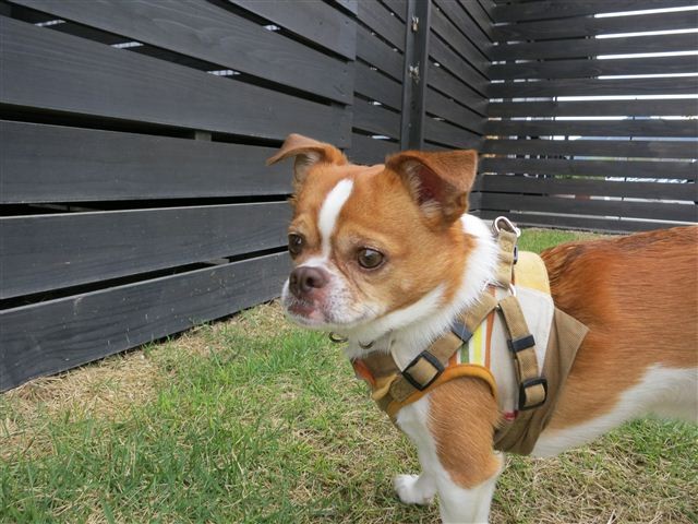 f:id:yasukazu01:20120420125520j:image