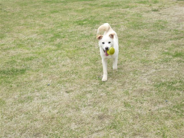 f:id:yasukazu01:20120420125559j:image