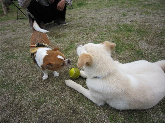 f:id:yasukazu01:20120420130234j:image f:id:yasukazu01:20120420130234j:image