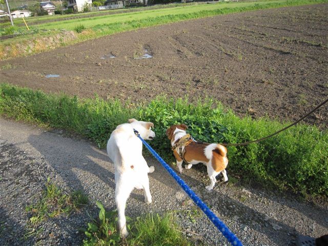 f:id:yasukazu01:20120422172147j:image f:id:yasukazu01:20120422172147j:image