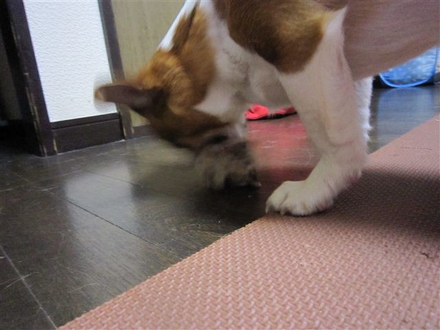 f:id:yasukazu01:20120520210914j:image