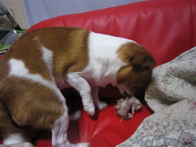f:id:yasukazu01:20120520210927j:image