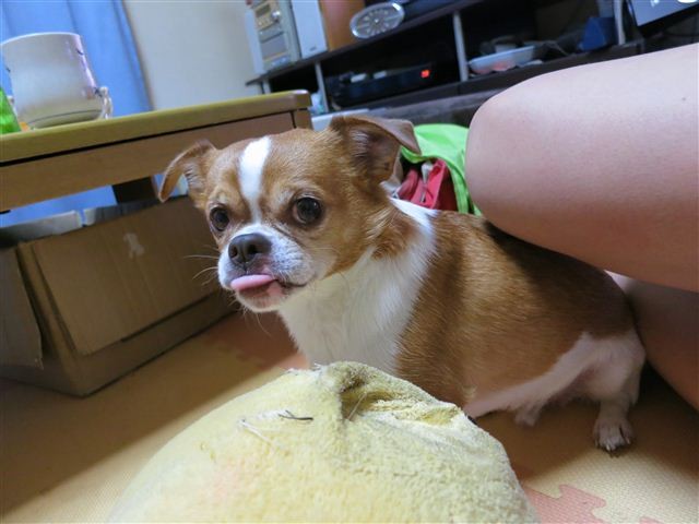 f:id:yasukazu01:20120526200843j:image