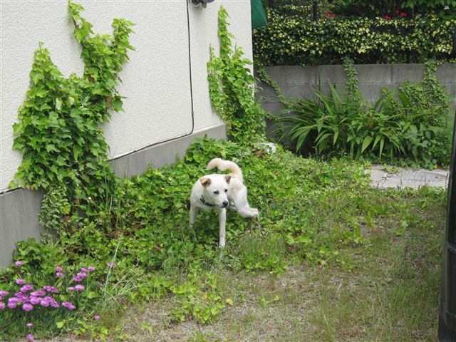 f:id:yasukazu01:20120530110253j:image