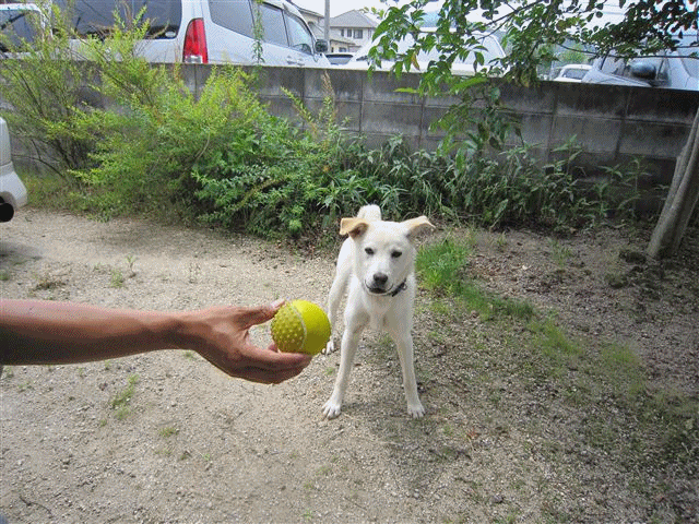 f:id:yasukazu01:20120531211902g:image