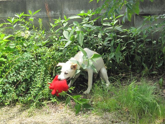 f:id:yasukazu01:20120620122751j:image