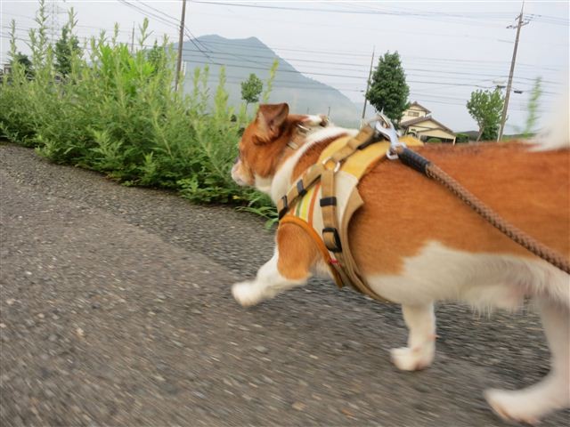 f:id:yasukazu01:20120723060439j:image