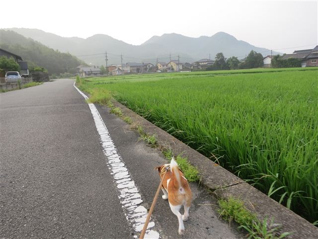 f:id:yasukazu01:20120723060631j:image