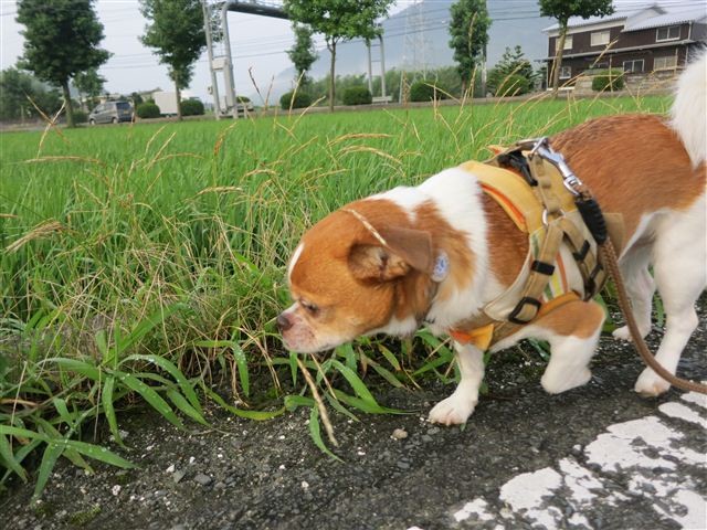 f:id:yasukazu01:20120723060642j:image
