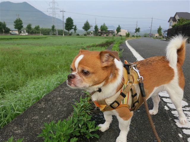 f:id:yasukazu01:20120723060935j:image