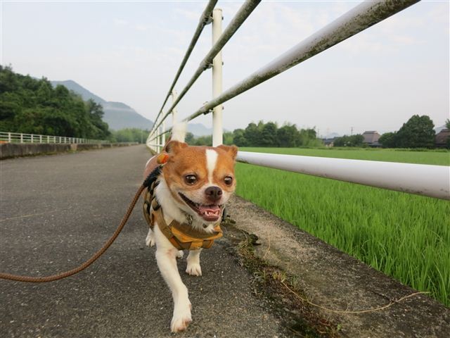 f:id:yasukazu01:20120723062210j:image
