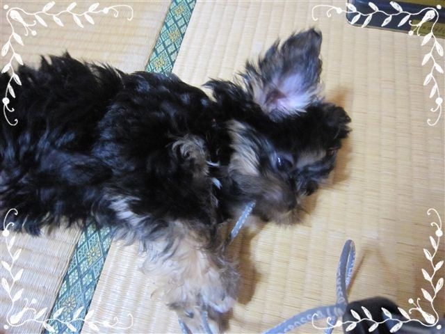 f:id:yasukazu01:20120824155047j:image